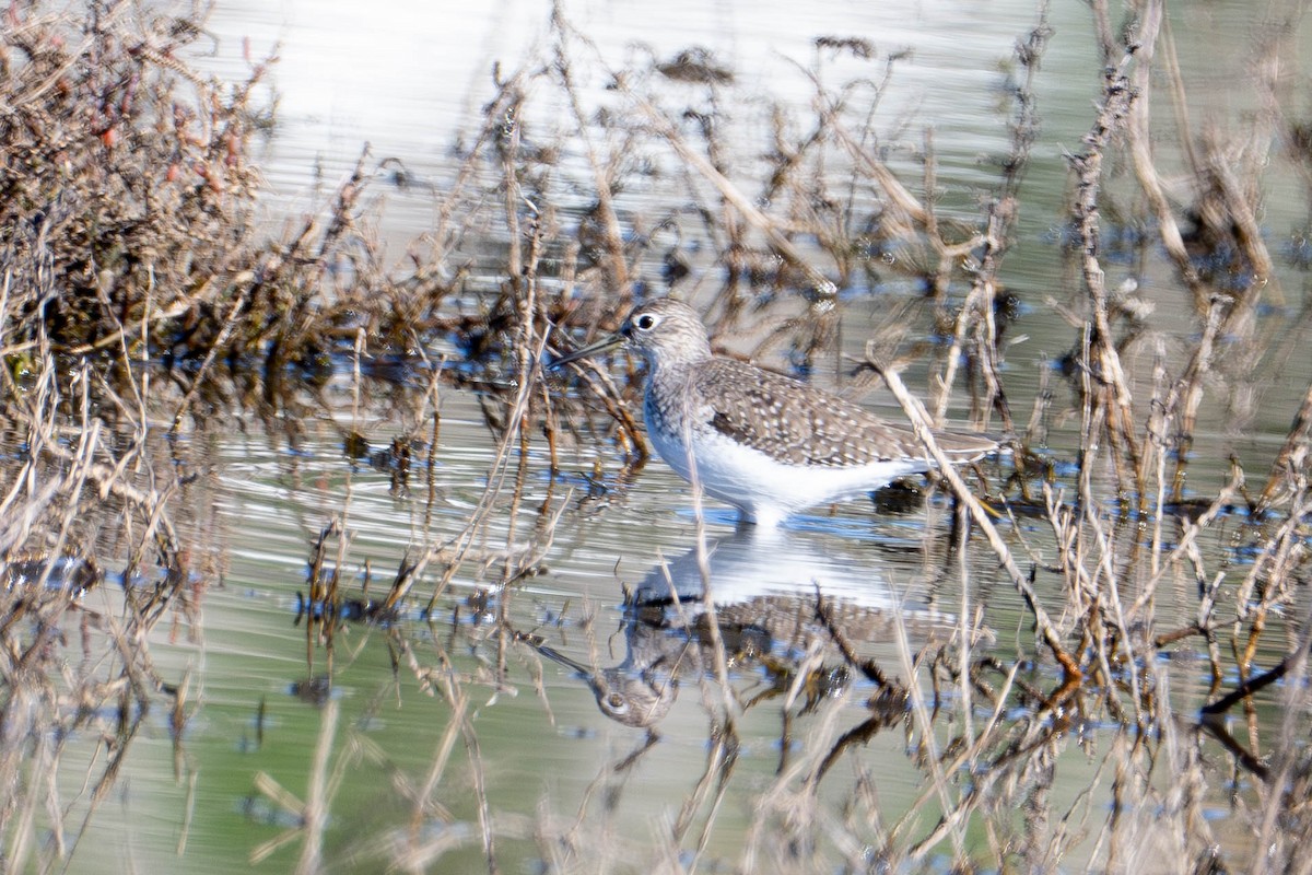 Solitary Sandpiper - ML648843396