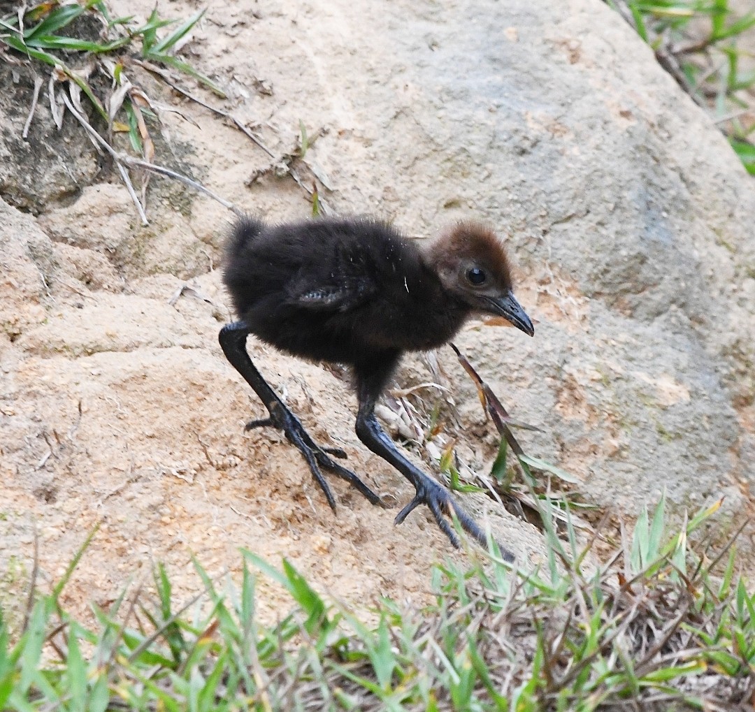 chřástal sarakura - ML648843397