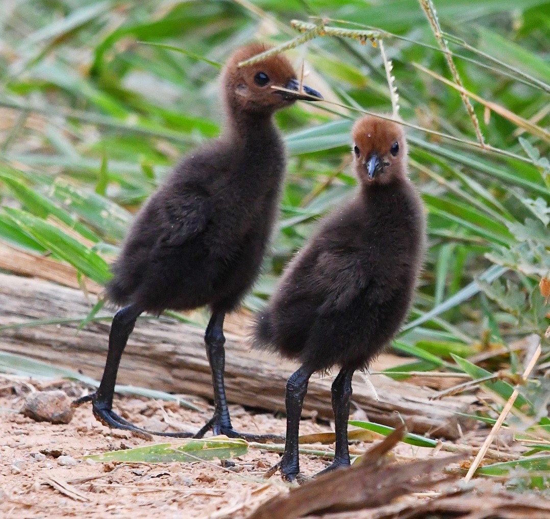 chřástal sarakura - ML648843399
