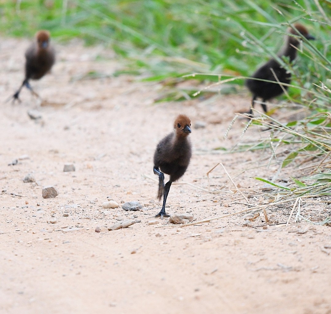 chřástal sarakura - ML648843400