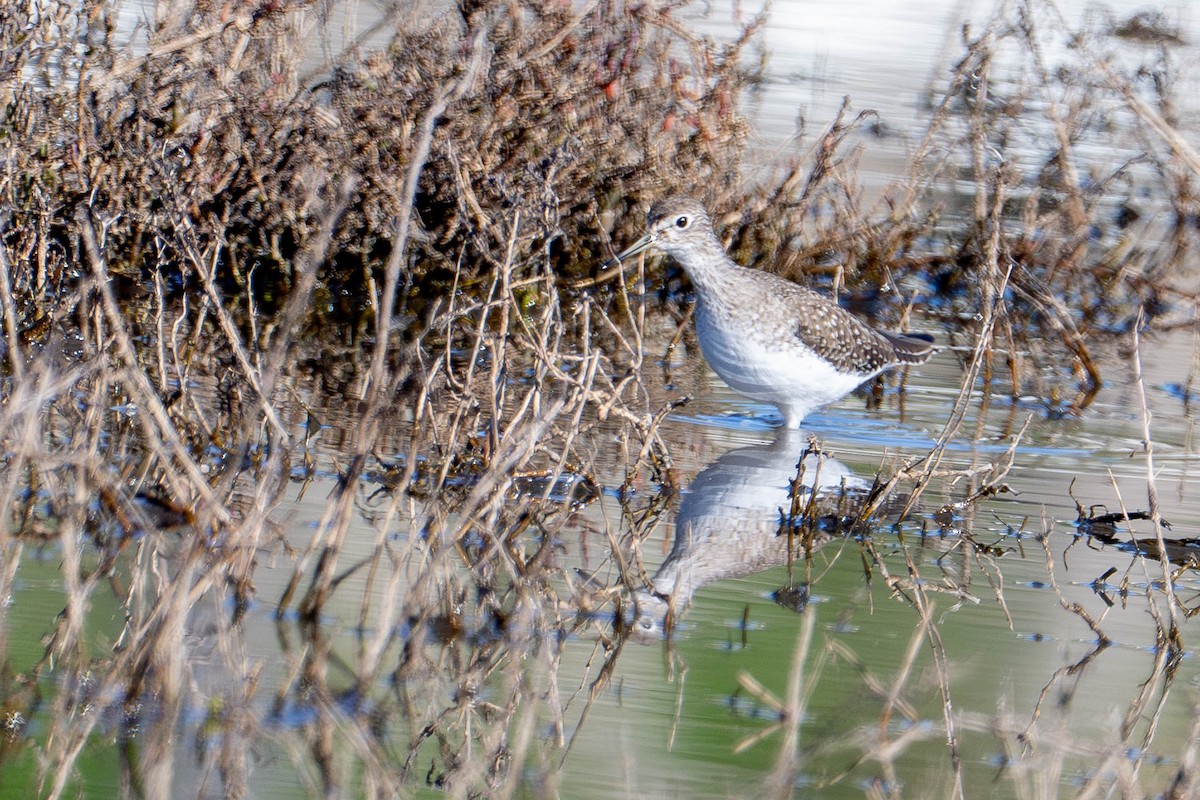 Solitary Sandpiper - ML648843404