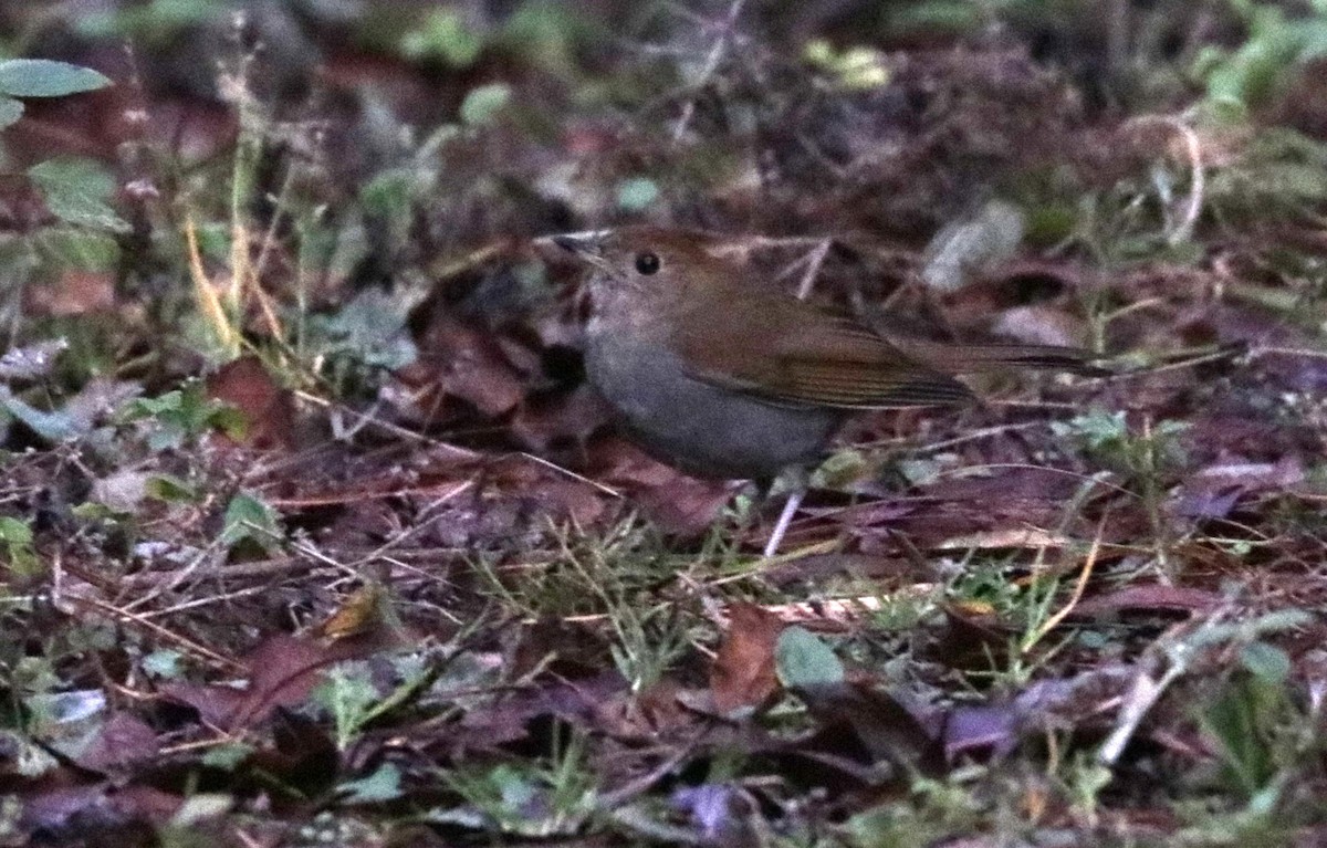 Russet Nightingale-Thrush - ML648843419