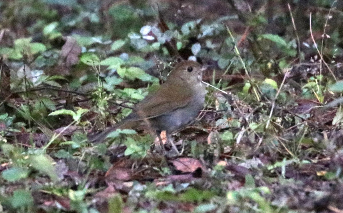 Russet Nightingale-Thrush - ML648843421