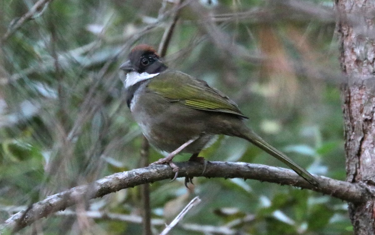 Collared Towhee - ML648843437