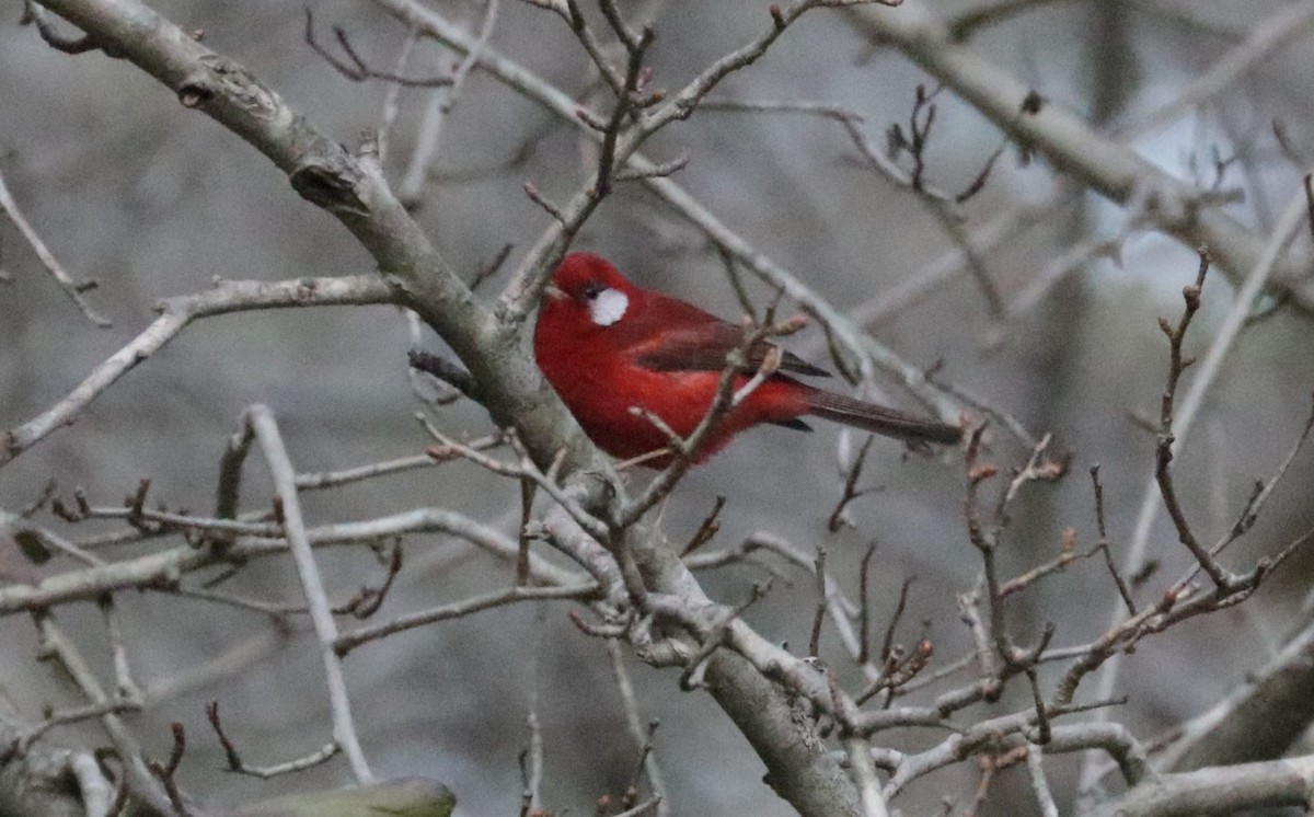 Red Warbler - ML648843445