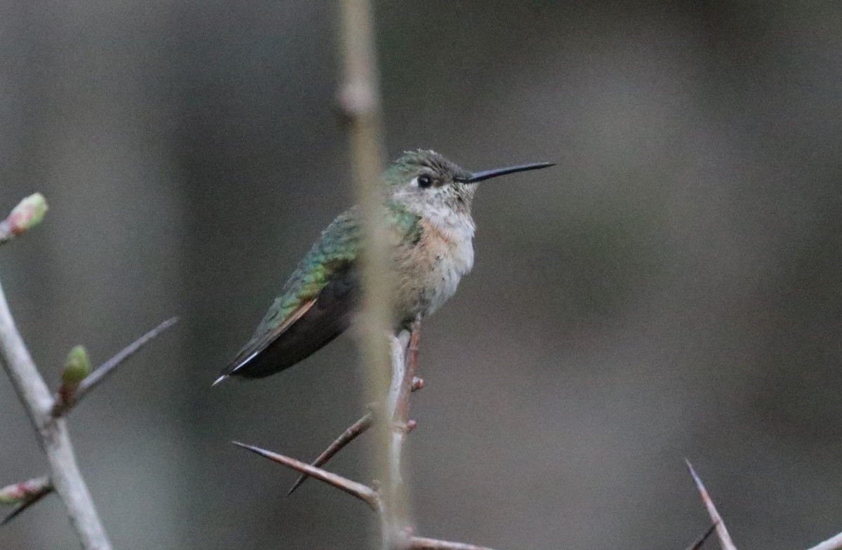 Broad-tailed Hummingbird - ML648843508