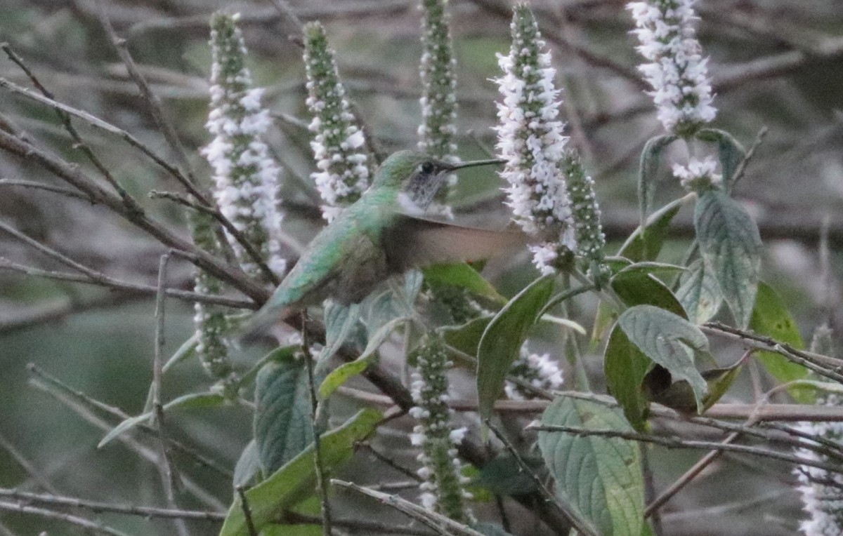 Broad-tailed Hummingbird - ML648843510