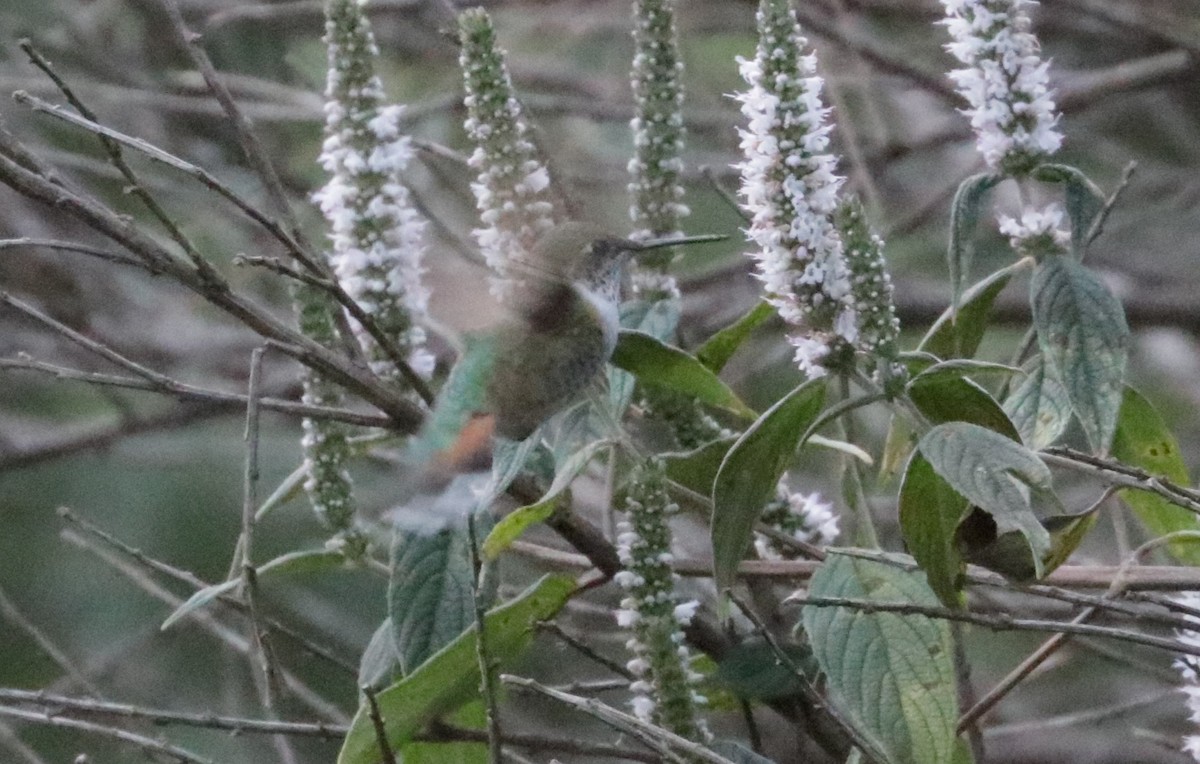 Broad-tailed Hummingbird - ML648843511