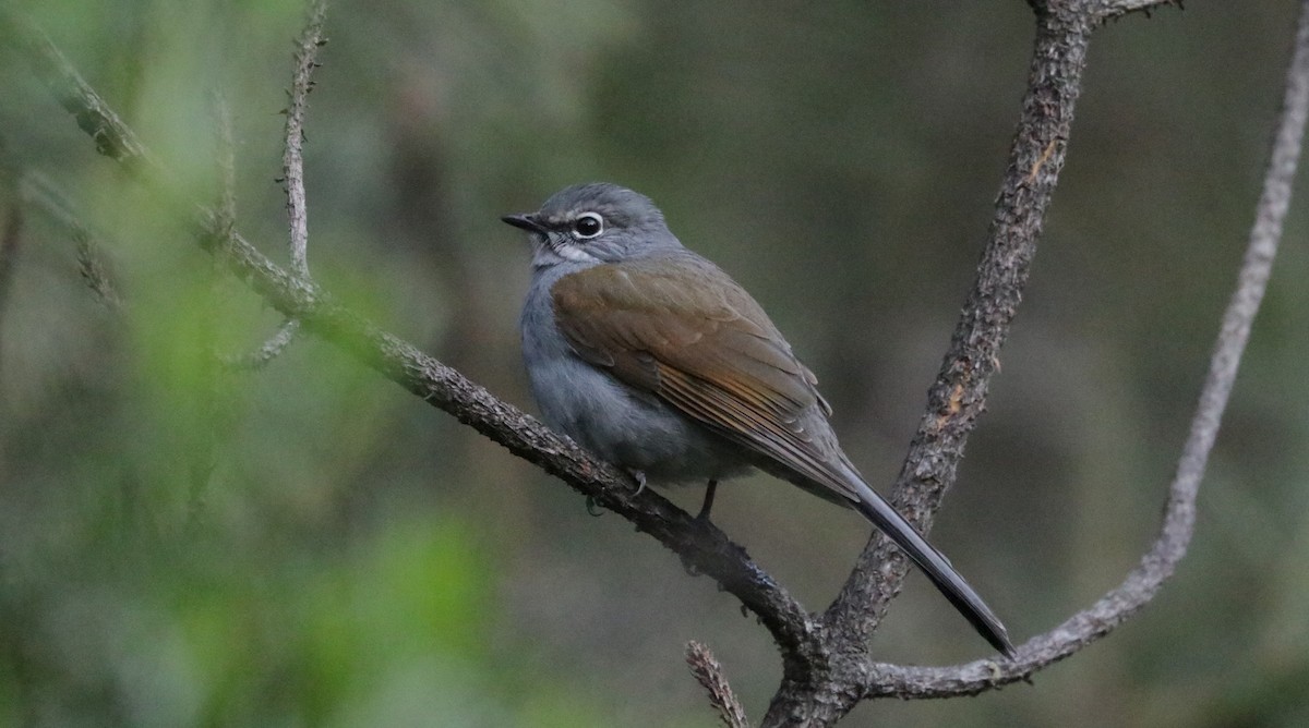Brown-backed Solitaire - ML648843521