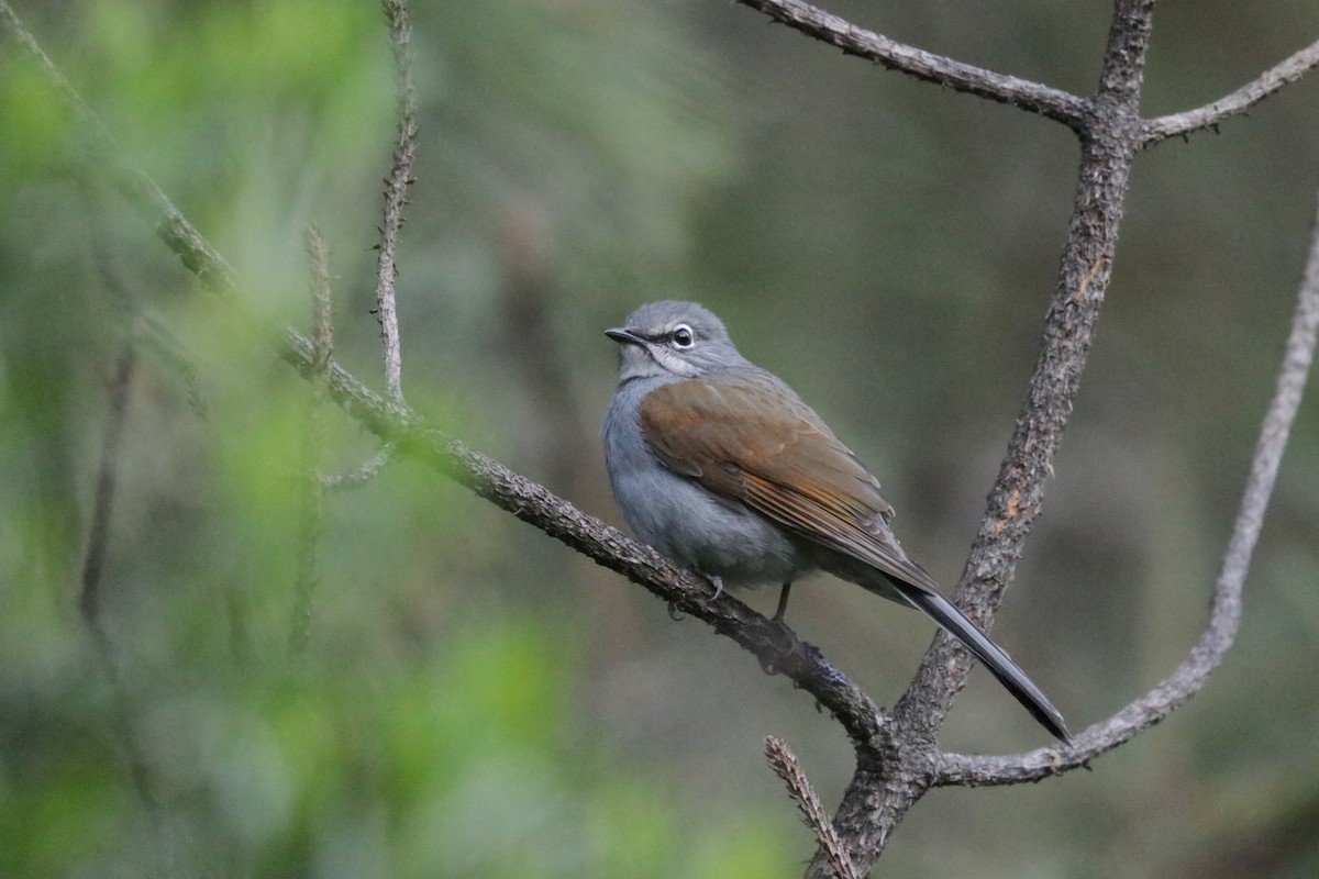 Brown-backed Solitaire - ML648843523
