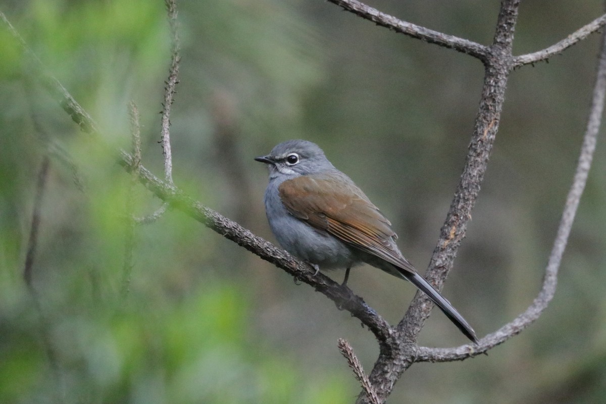Brown-backed Solitaire - ML648843524
