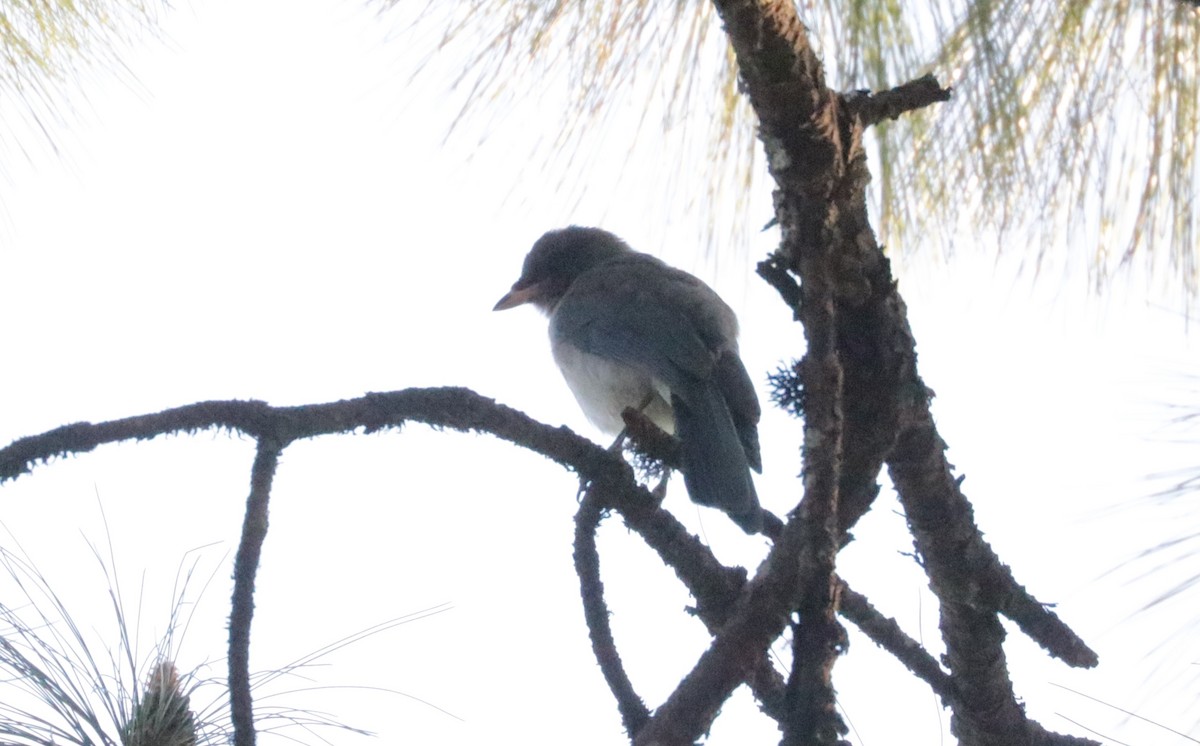 Transvolcanic Jay - ML648843547