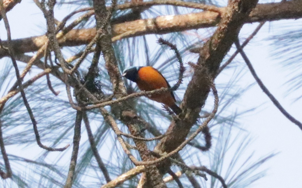 Elegant Euphonia - ML648843554