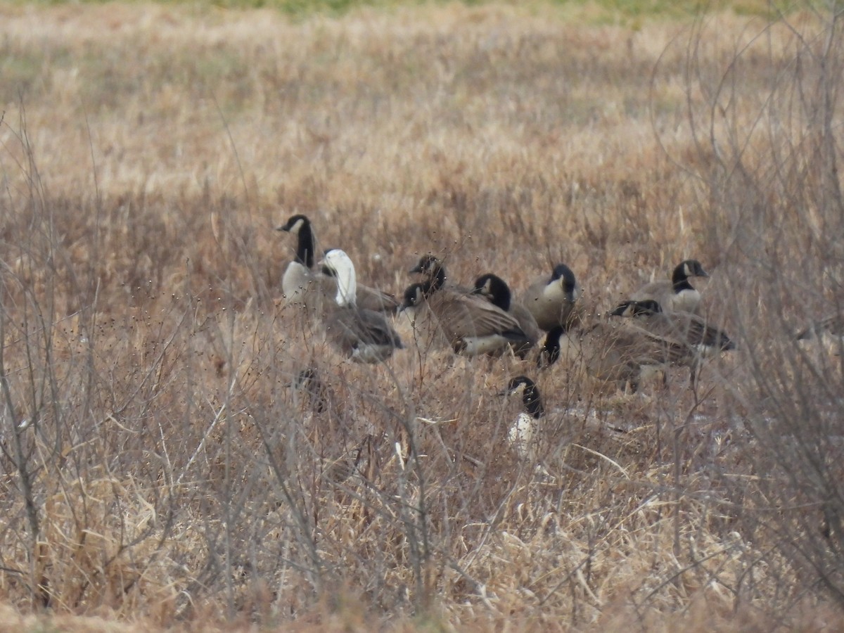 Kar x Kanada Kazı - ML648843655