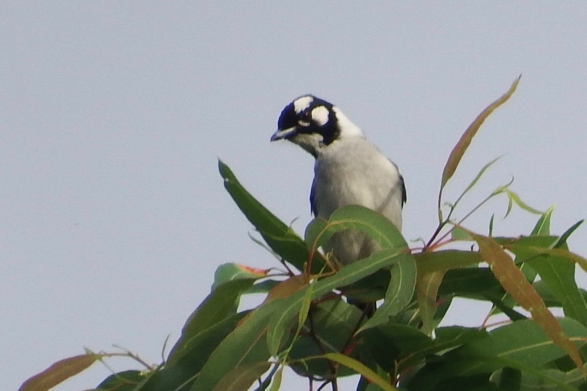 White-eared Monarch - ML64884371