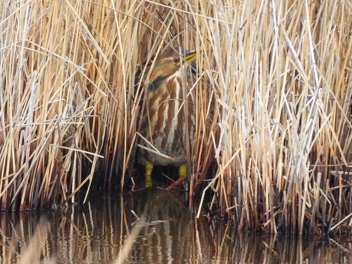 Amerika Balabanı - ML648843725