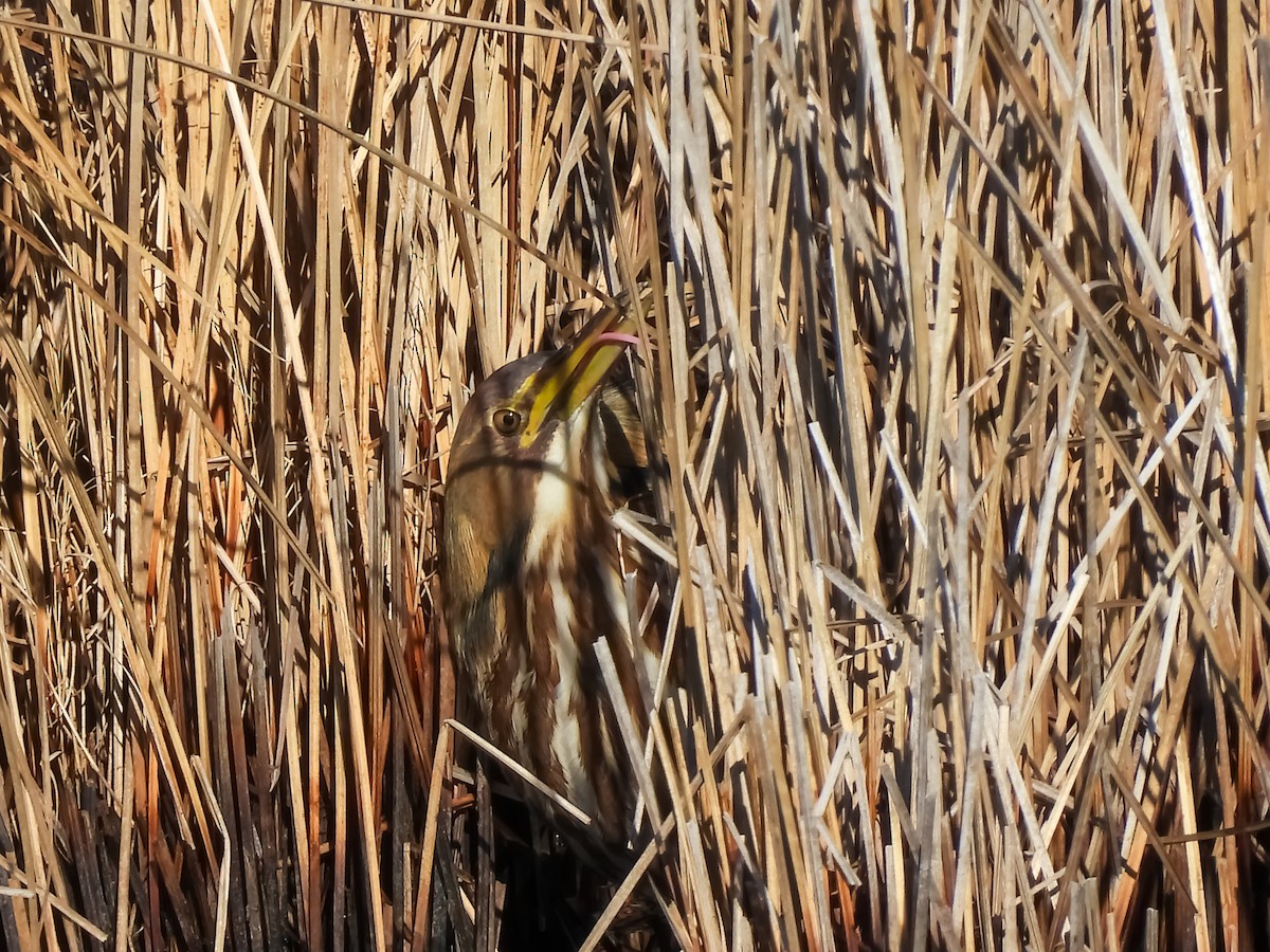 Amerika Balabanı - ML648843726