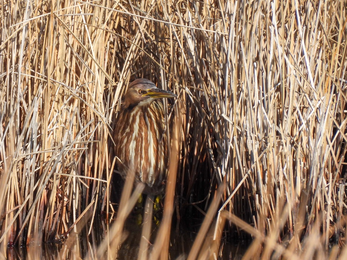 Amerika Balabanı - ML648843729