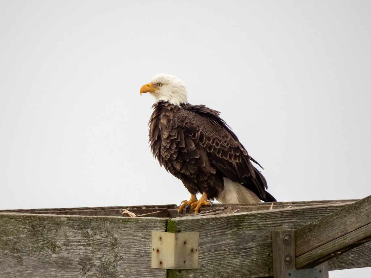 Ak Başlı Kartal - ML648843756