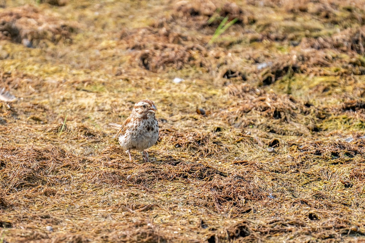 Bruant chanteur - ML648843799