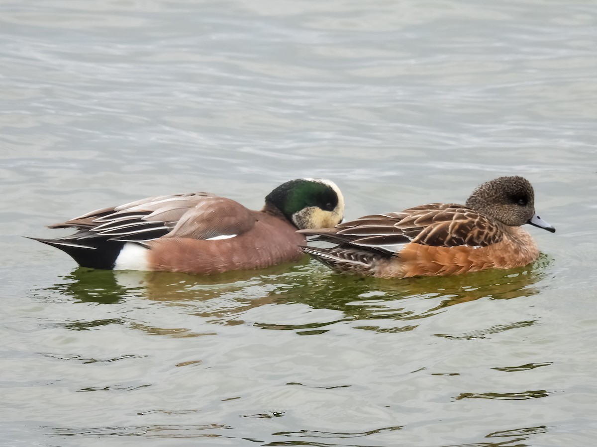 Amerika Fiyusu - ML648843831