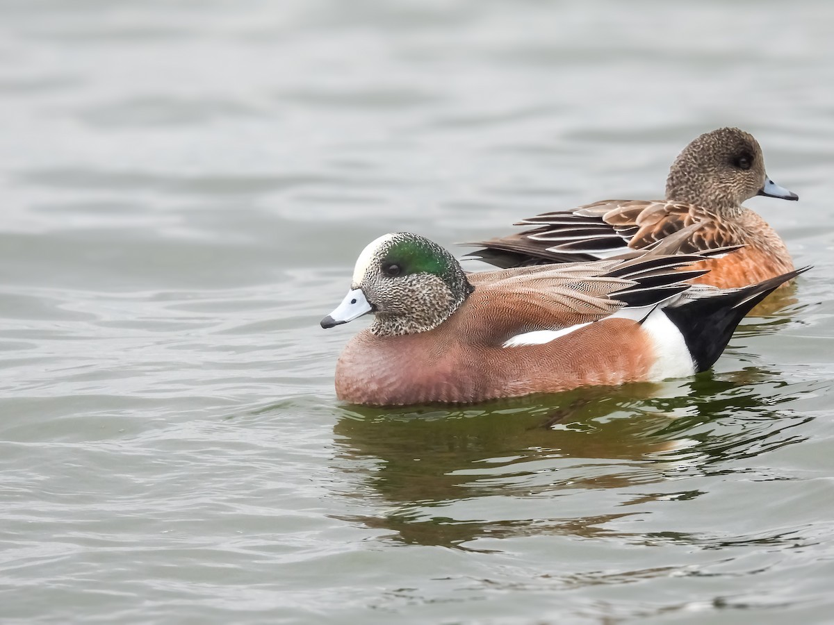 Amerika Fiyusu - ML648843832