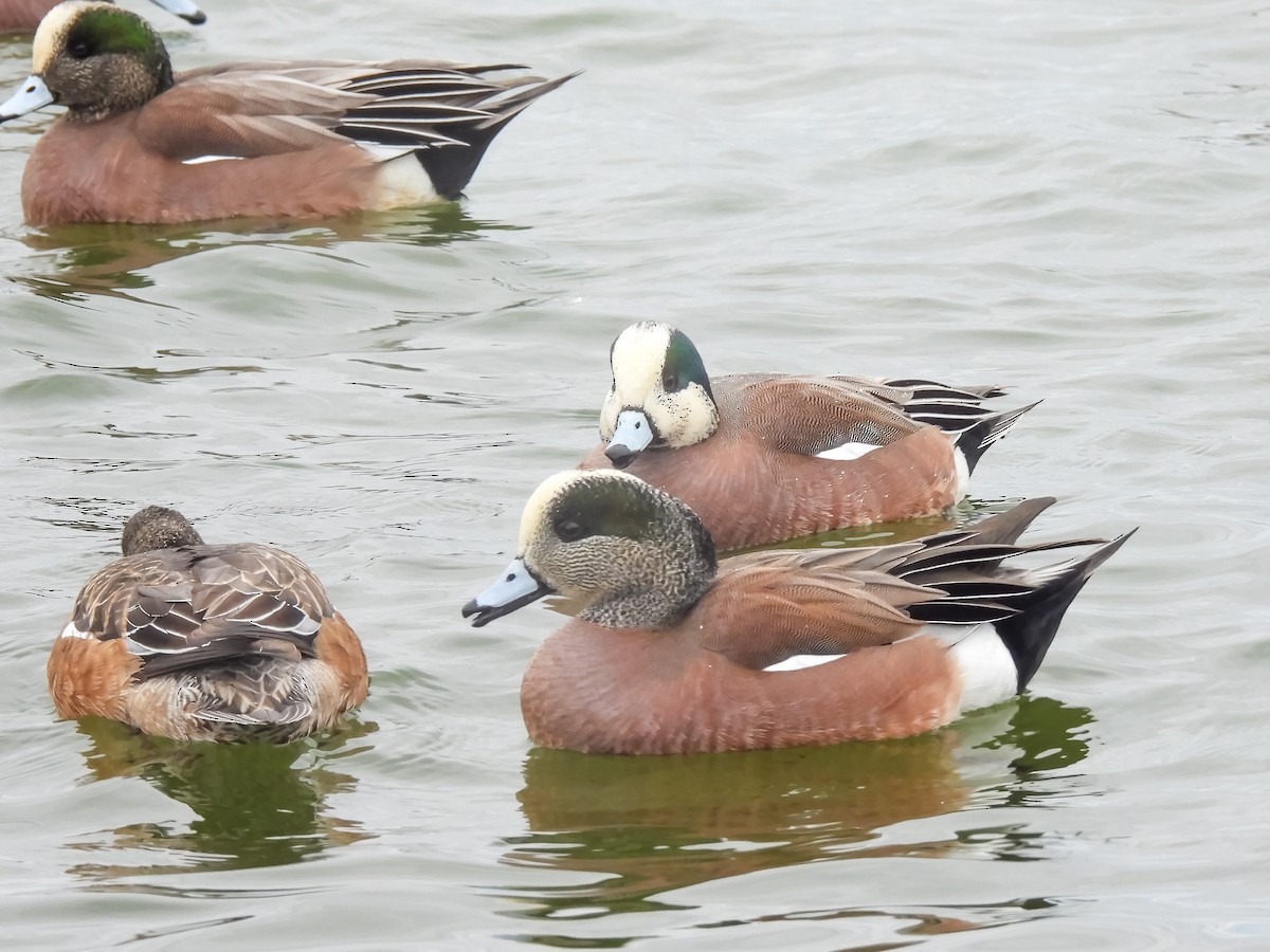 Amerika Fiyusu - ML648843833