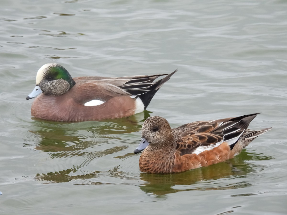 Amerika Fiyusu - ML648843834