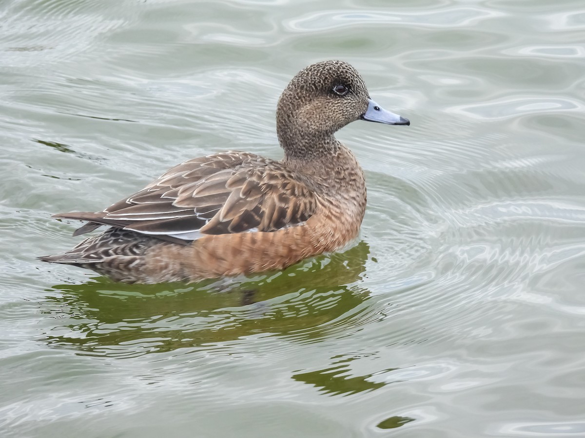 Amerika Fiyusu - ML648843835