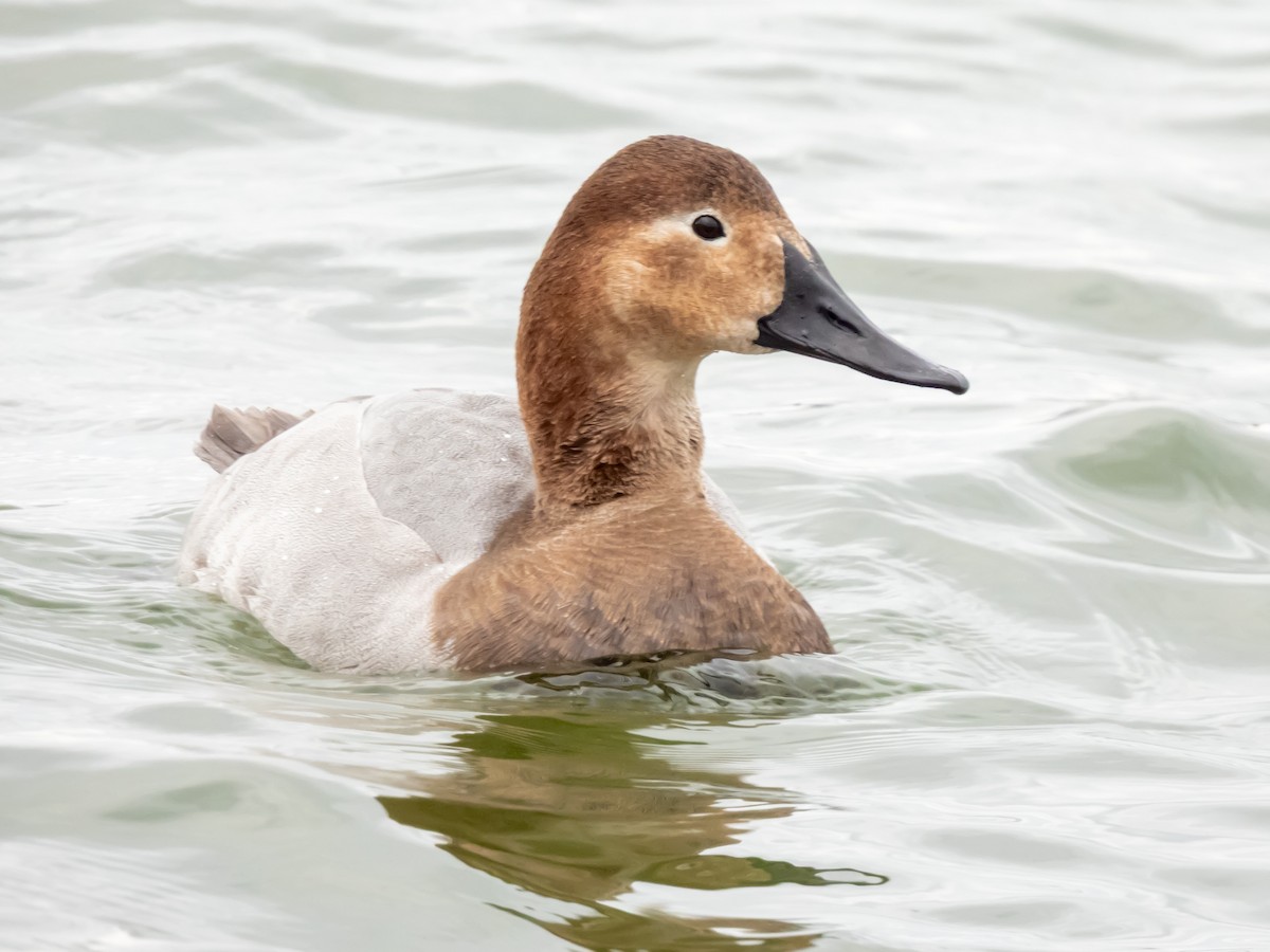 Büyük Elmabaş - ML648843842