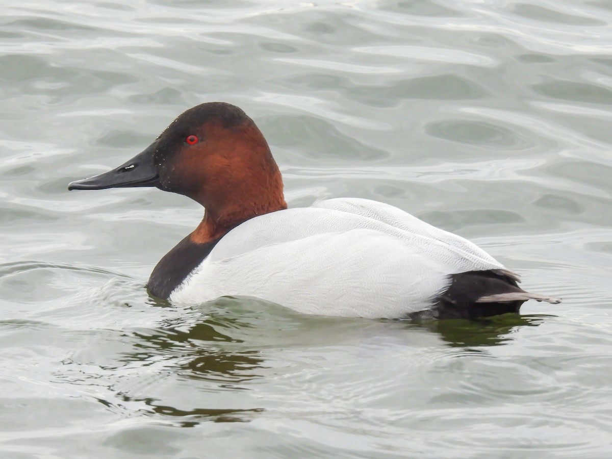 Büyük Elmabaş - ML648843843