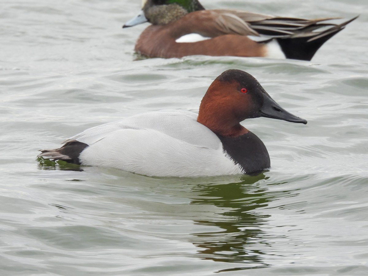 Büyük Elmabaş - ML648843844