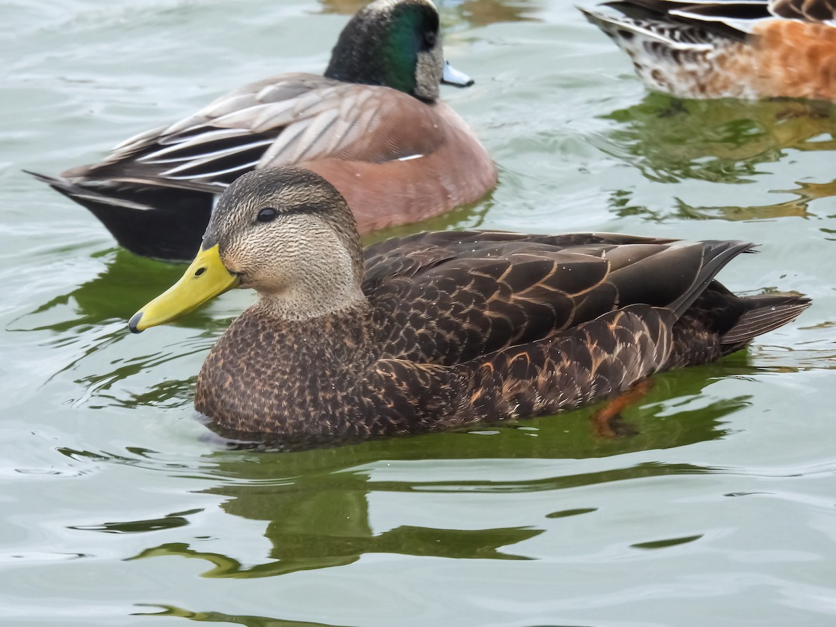 Esmer Ördek - ML648843849