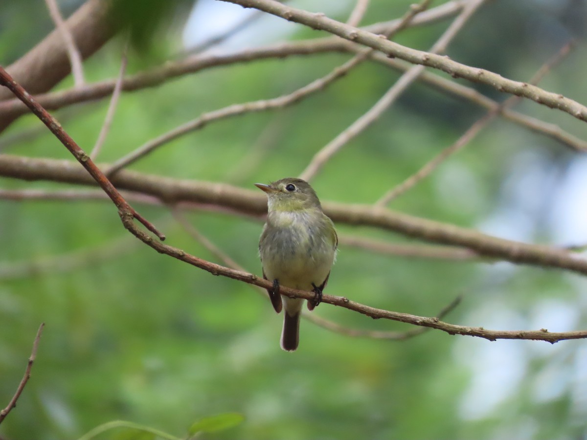 Mosquero Ventriamarillo - ML648843853