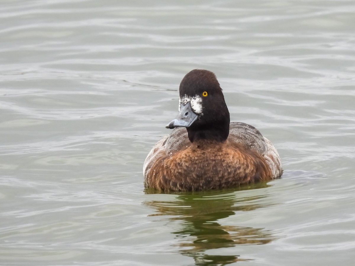 Morbaş Patka - ML648843857