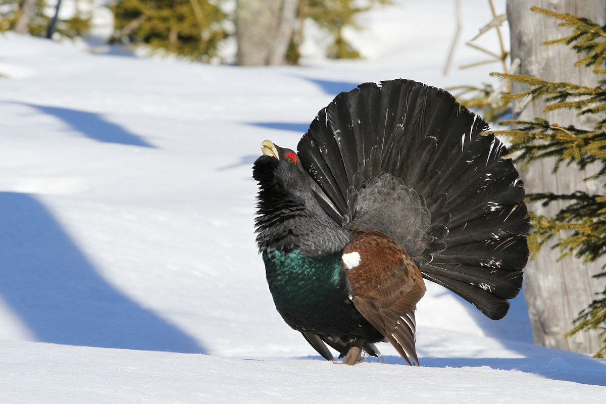 Western Capercaillie - Christoph Moning