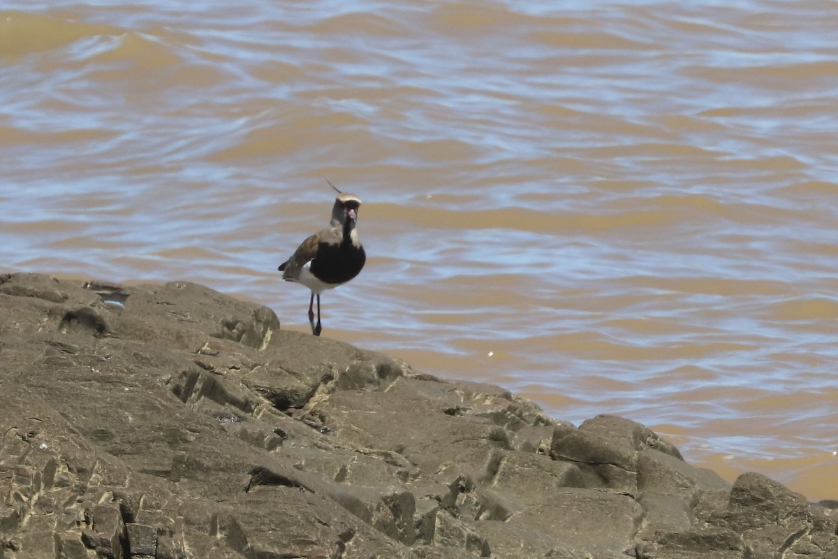 Southern Lapwing - ML648843912