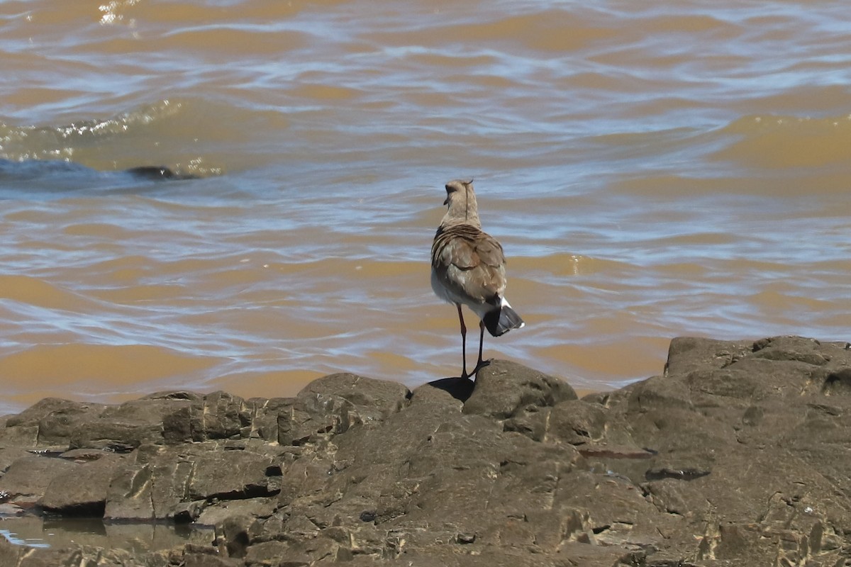 Southern Lapwing - ML648843913