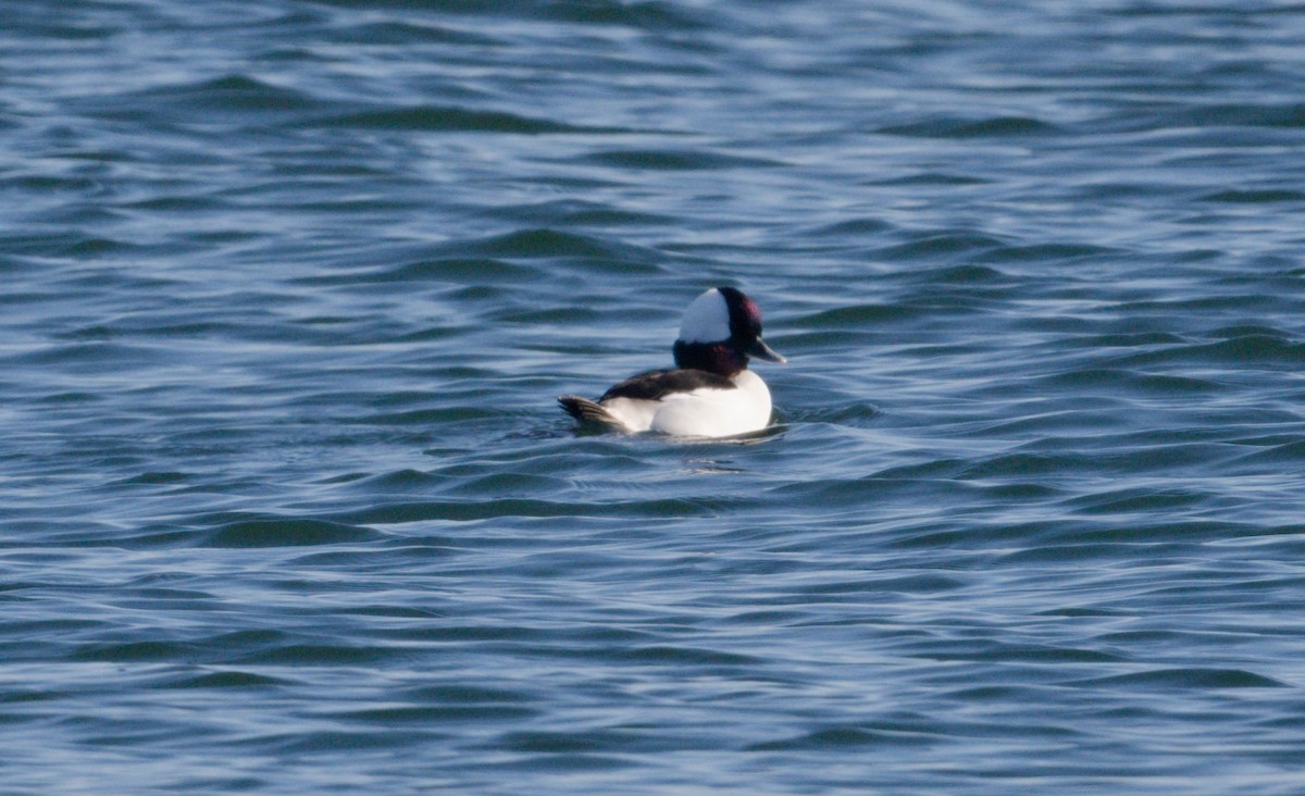 Bufflehead - ML648844038