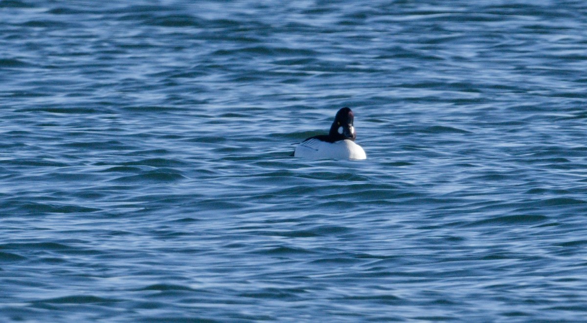 Common Goldeneye - ML648844057