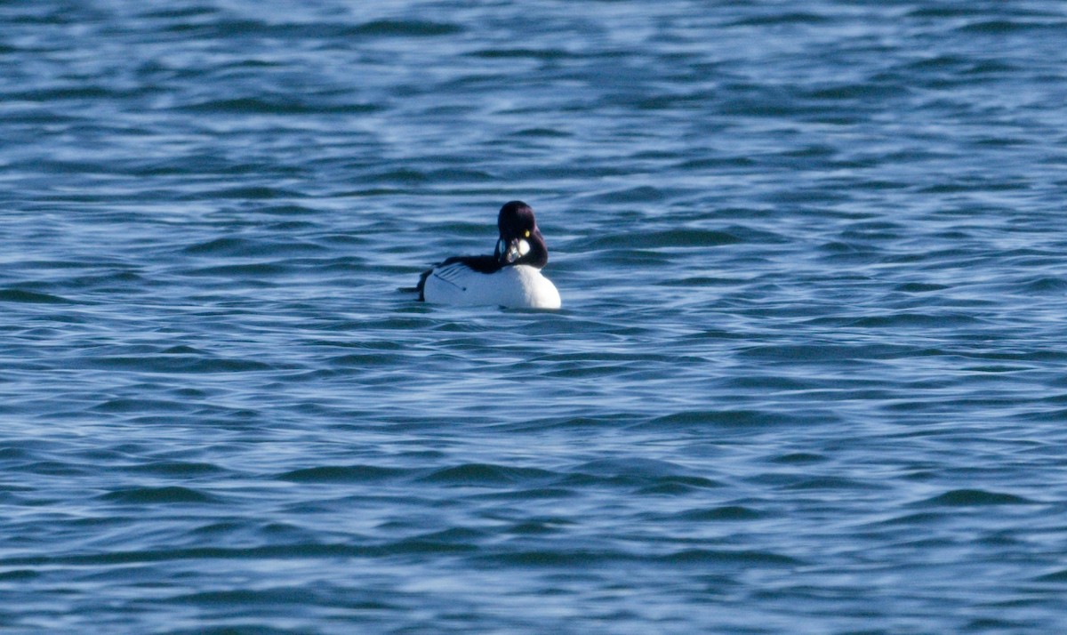 Common Goldeneye - ML648844058