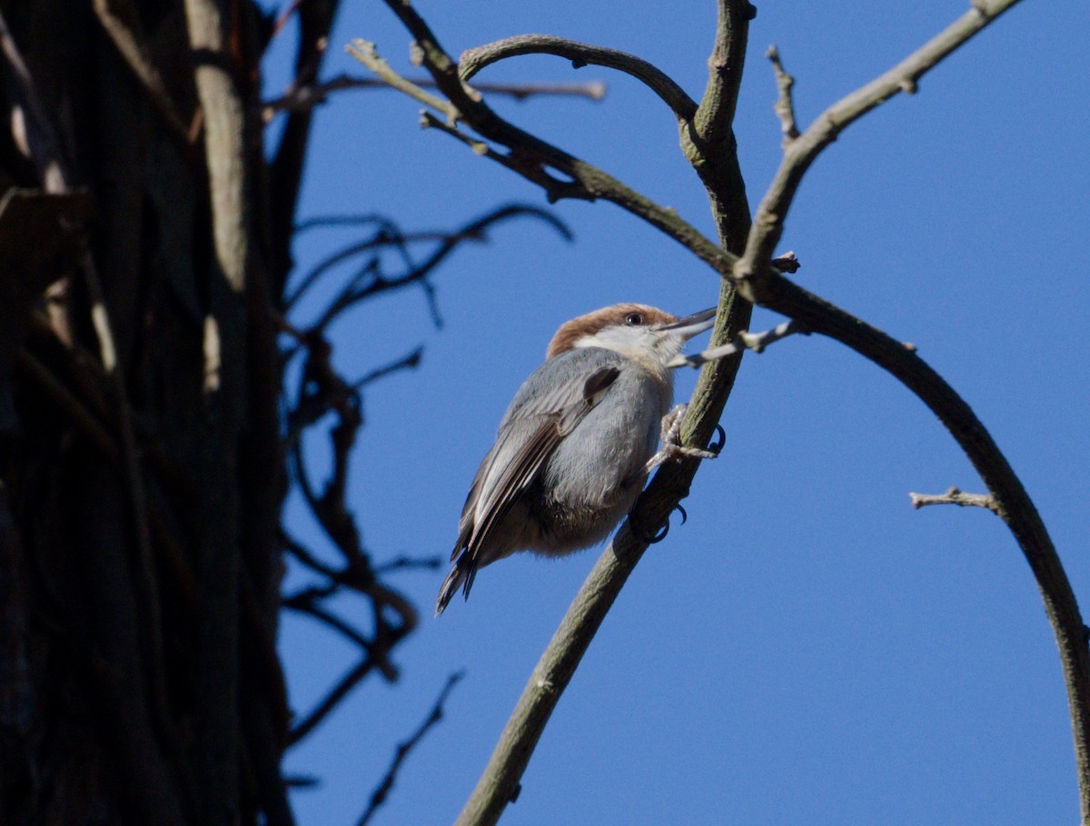 brhlík hnědohlavý - ML648844100