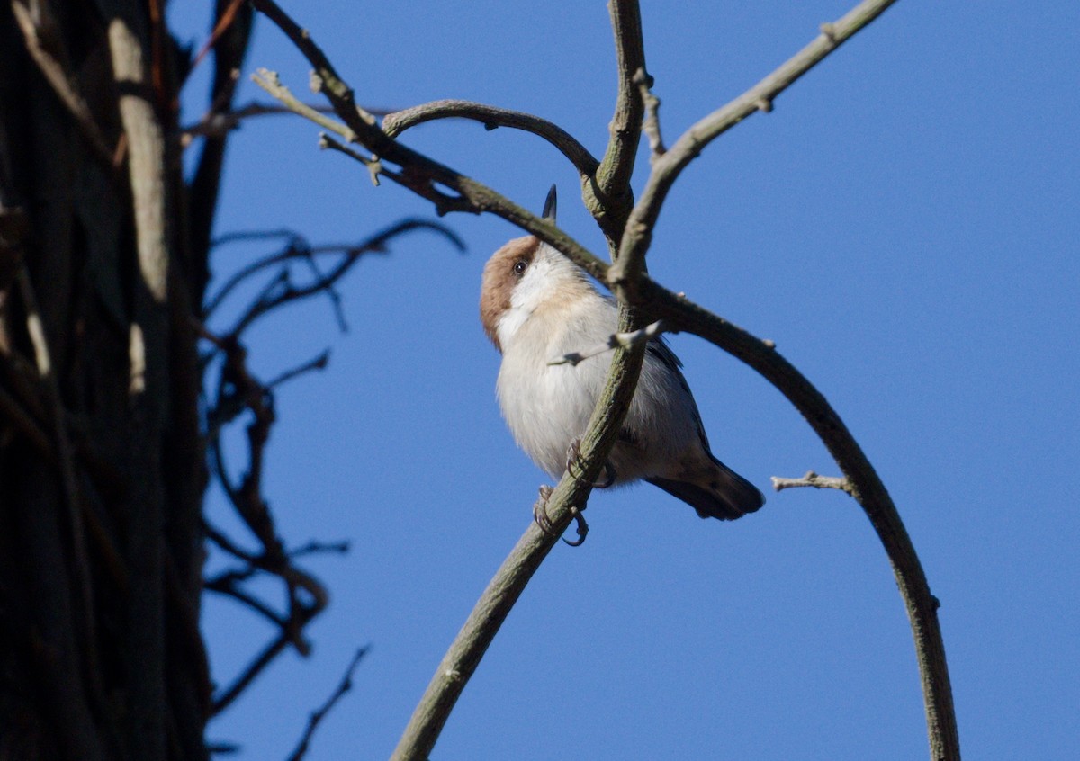 Brown-headed Nuthatch - ML648844101
