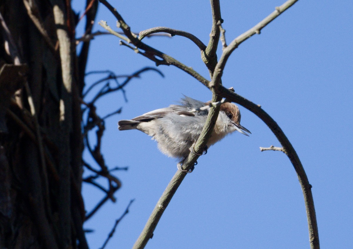 brhlík hnědohlavý - ML648844102