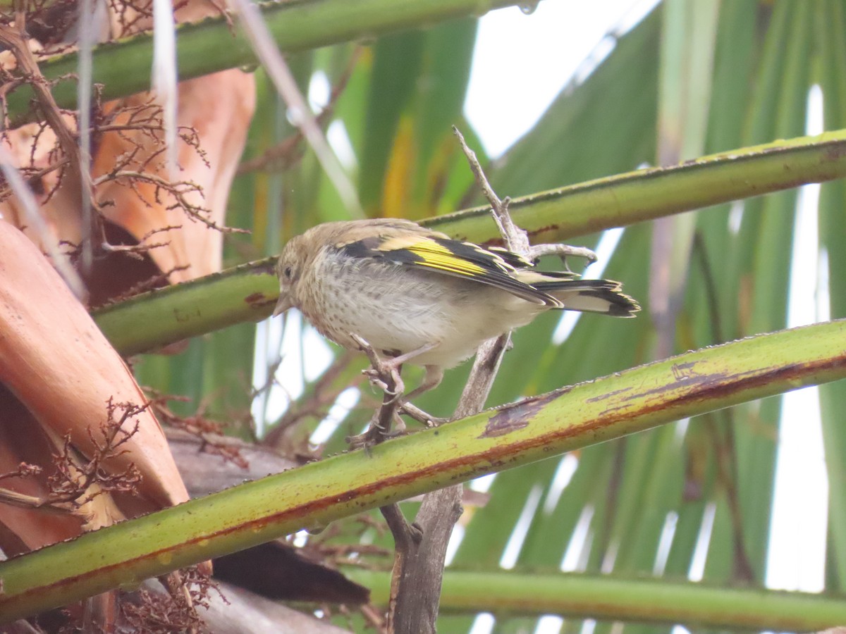 Cardellino - ML648844110