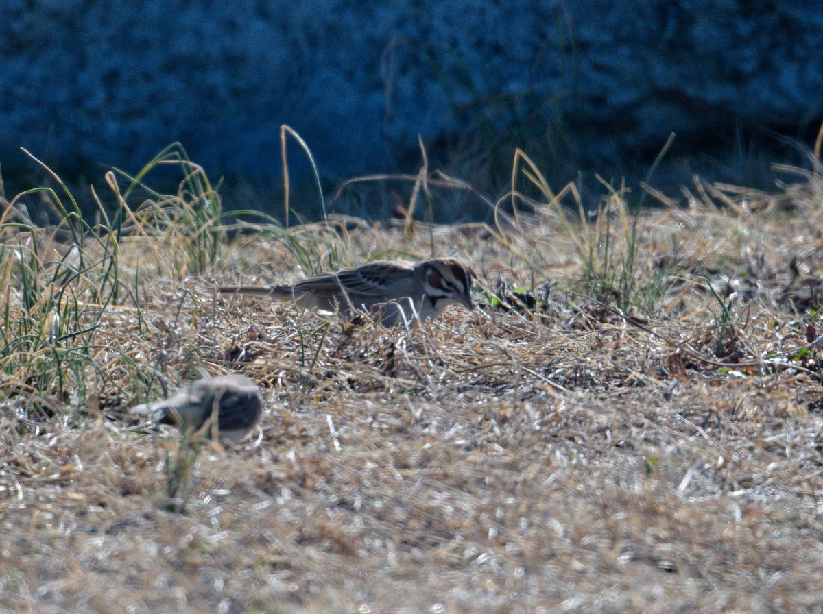 strnádka travní - ML648844115