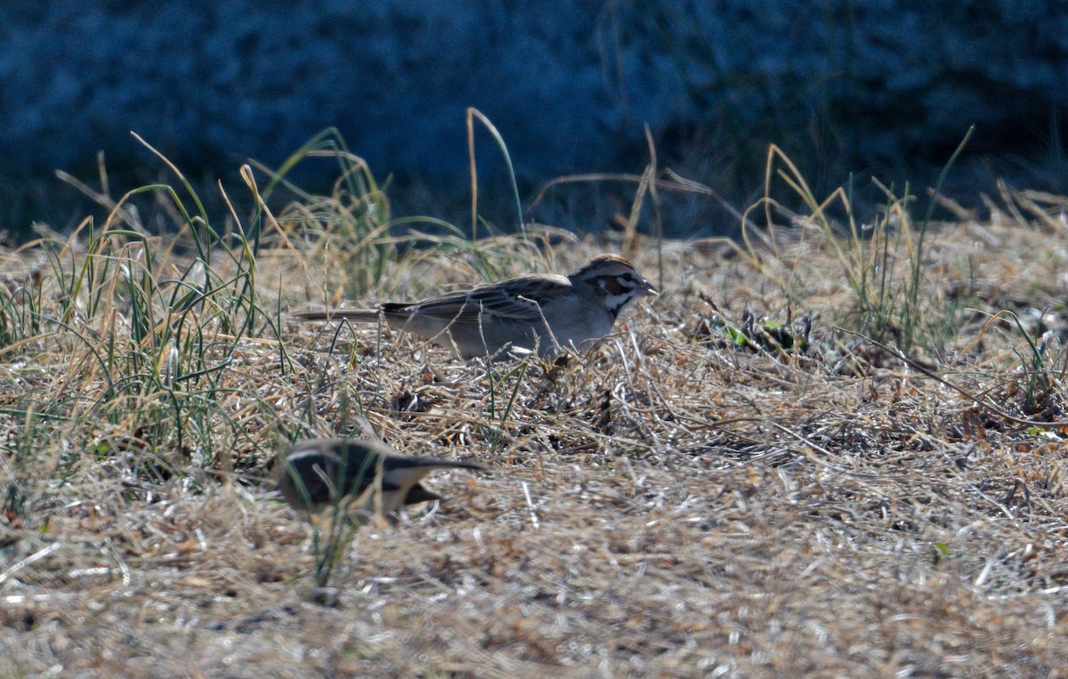 strnádka travní - ML648844116