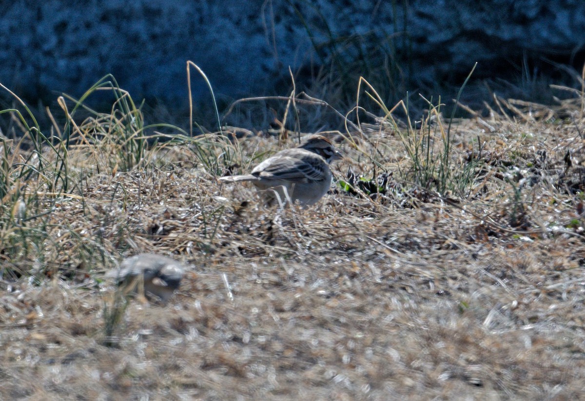 strnádka travní - ML648844117