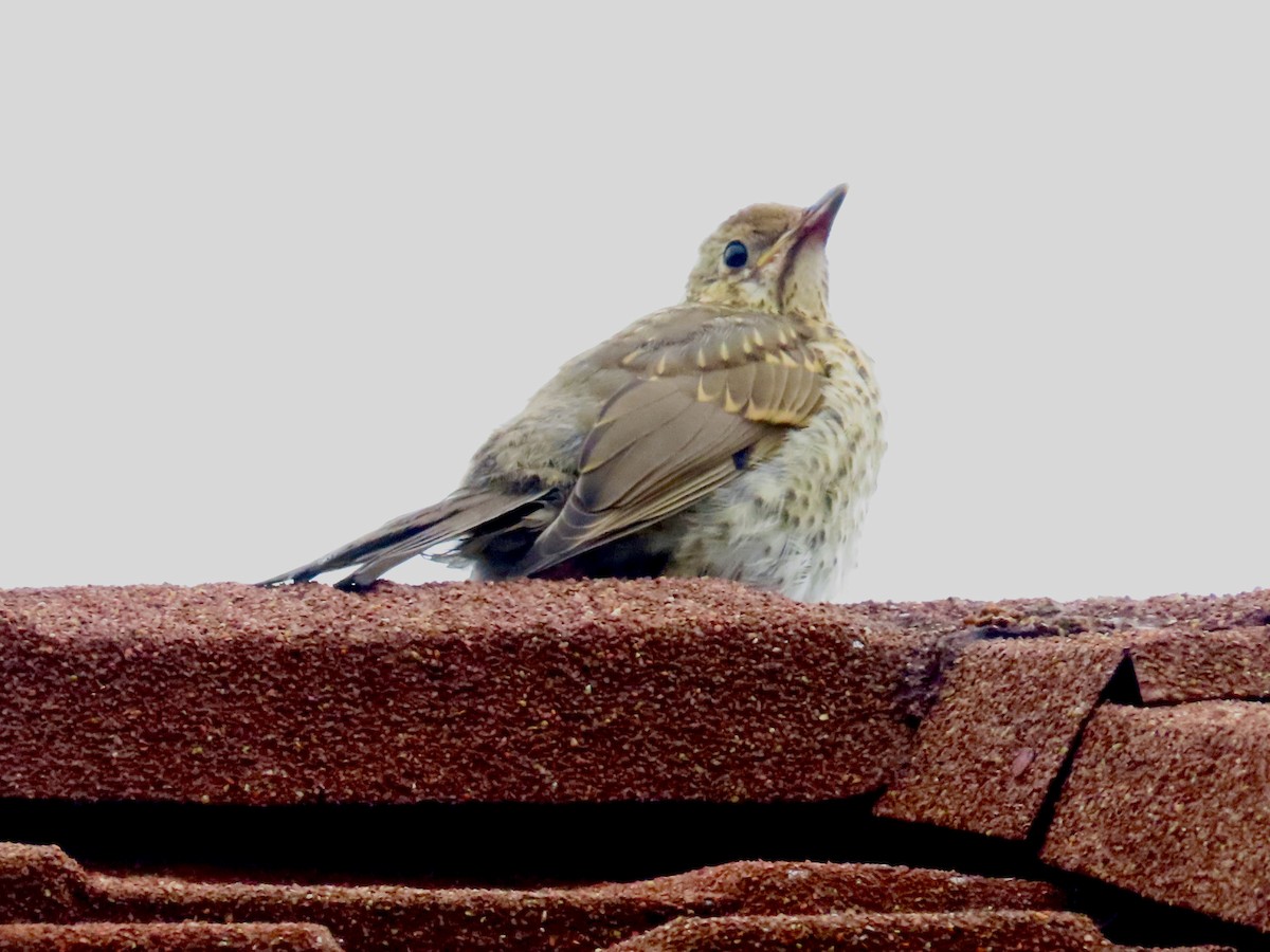 Tordo bottaccio - ML648844120