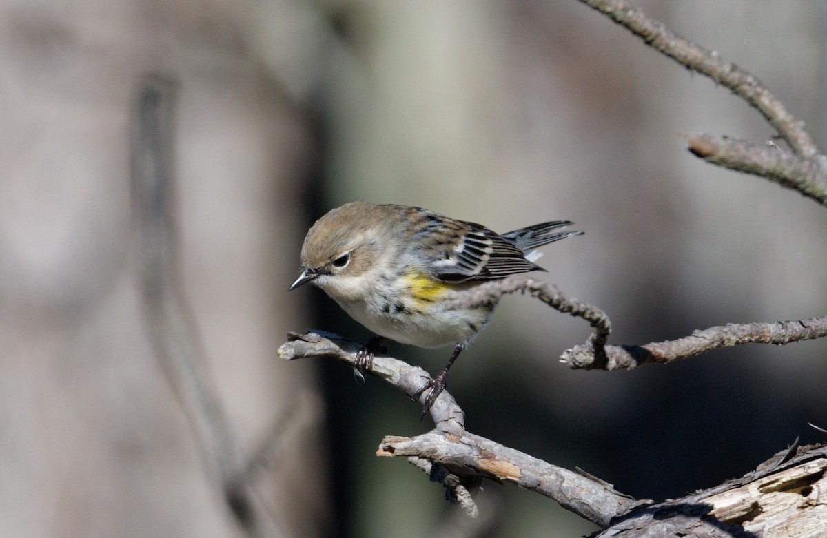 lesňáček žlutoskvrnný - ML648844123